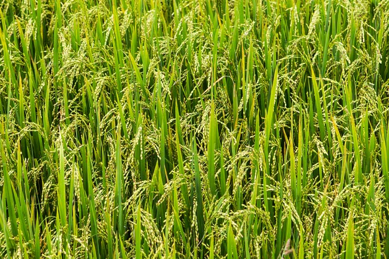 Agriculture below the Sea Level in Kuttanad, Alappuzha district, Kerala - Paddy crop in a block of recalimed paddy fields ('padshekharam')